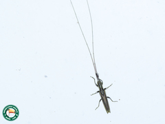 Hippopsis