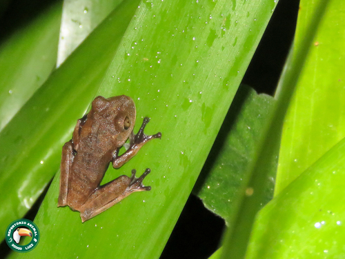 Semi-lined Tree Frog