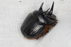 Onthophagus ferox