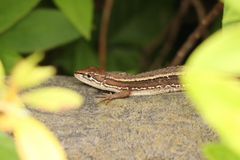 Takydromus tachydromoides