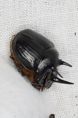 Onthophagus ferox