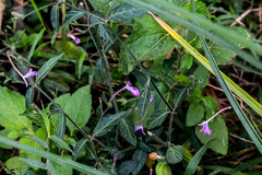 Rhinacanthus gracilis latilabiatus