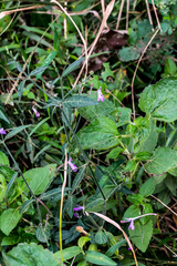 Rhinacanthus gracilis latilabiatus