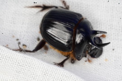 Onthophagus ferox