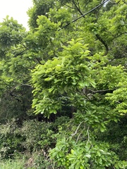 Quercus dentata