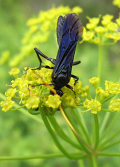 Gnamptopelta obsidianator
