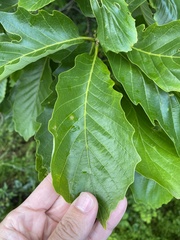 Quercus dentata