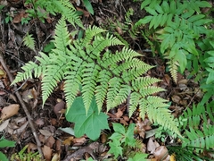 Dryopteris erythrovaria