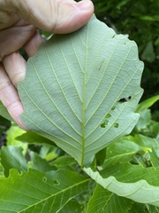 Quercus dentata