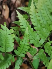 Dryopteris erythrovaria