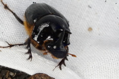 Onthophagus ferox