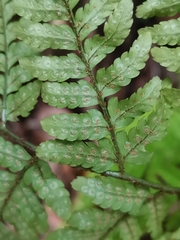 Dryopteris erythrovaria