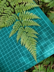 Dryopteris erythrovaria