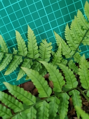 Dryopteris erythrovaria