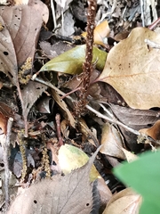 Dryopteris erythrovaria