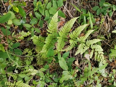 Dryopteris hondoensis