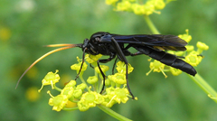 Gnamptopelta obsidianator