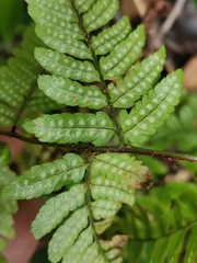 Dryopteris hondoensis