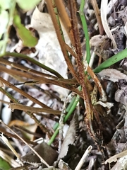 Dryopteris hondoensis