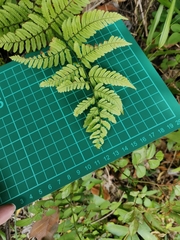 Dryopteris hondoensis