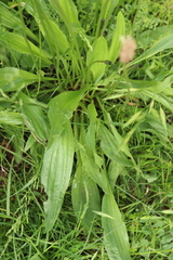 Plantago lanceolata
