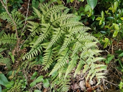 Dryopteris sacrosancta