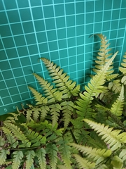 Dryopteris sacrosancta