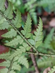 Dryopteris sacrosancta