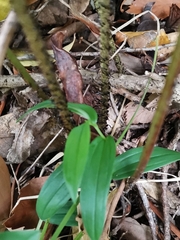 Dryopteris sacrosancta