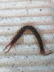 Scolopendra polymorpha