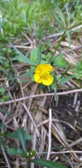 Ranunculus