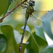 Blue-faced Darner - Photo (c) Mary Keim, some rights reserved (CC BY-NC-SA)