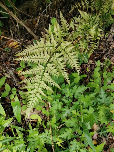 Image of Dryopteris sacrosancta by (c) harum.koh, some rights reserved (CC BY-SA)