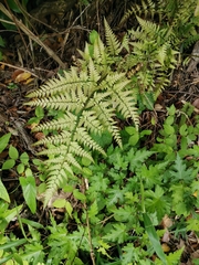 Dryopteris sacrosancta