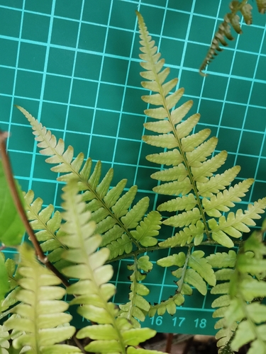 Image of Dryopteris sacrosancta by (c) harum.koh, some rights reserved (CC BY-SA)