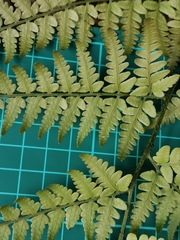 Dryopteris sacrosancta