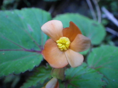 Begonia sutherlandii