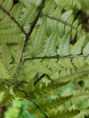 Dryopteris sacrosancta