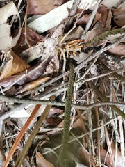 Dryopteris sacrosancta