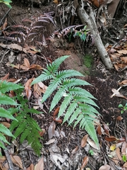 Dryopteris pacifica