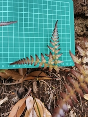 Dryopteris pacifica