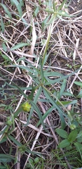 Ranunculus