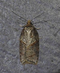 Acleris maccana