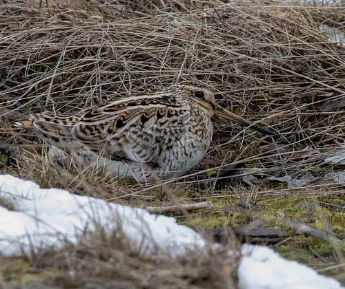 Swinhoe's Snipe (Gallinago megala), photo 9