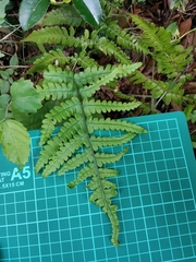 Deparia petersenii