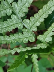 Deparia petersenii