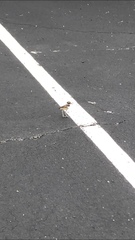 Charadrius vociferus