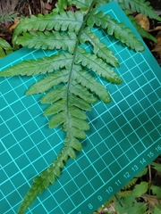 Deparia petersenii