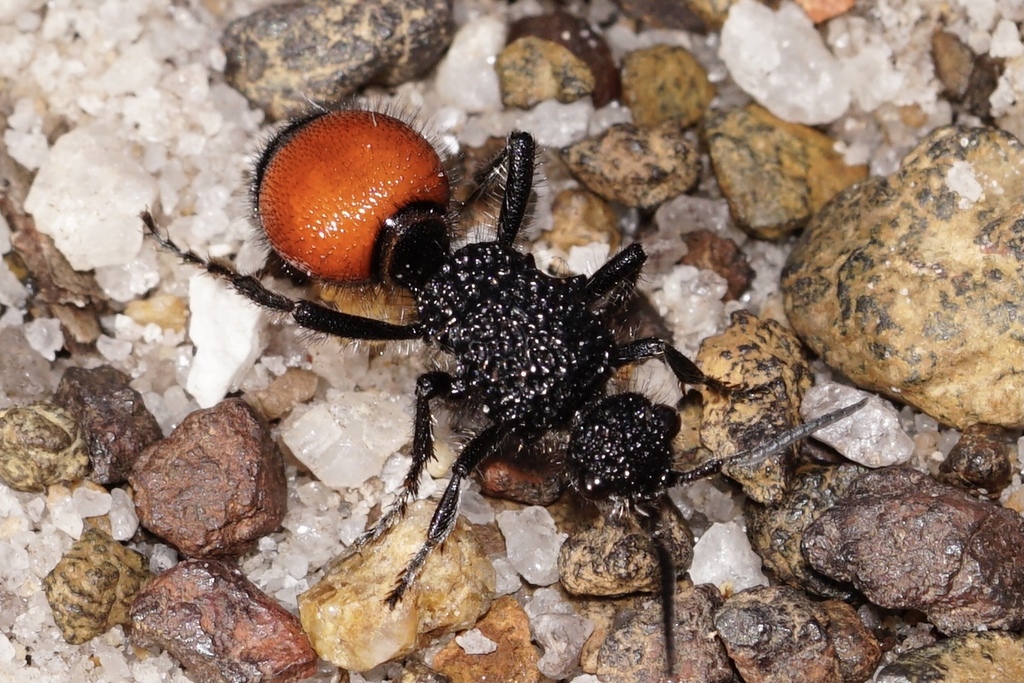 Ephutomorpha distinguenda