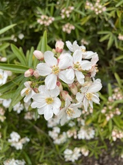 Choisya ×dewitteana